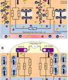 Robot Mechanisms and Mechanical Devices Illustrateds  on bone fracture repair  - identifying important cellular characteristics   