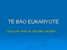 TẾ BÀO EUKARYOTE