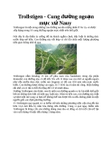 Trollstigen - Cung đường ngoạn mục xứ Nauy