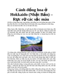 Cánh đồng hoa ở Hokkaido (Nhật Bản) – Rực rỡ các sắc màu 