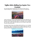Ngắm thiên đường hoa lupine New Zealand 
