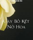 Cây Bồ Kết Nở Hoa