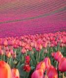 Cánh đồng Tulip lớn nhất châu Á chuẩn bị lễ hội