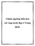 Chiêm ngưỡng biển hoa cải vàng tuyệt đẹp ở Trung Quốc