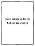 Chiêm ngưỡng vẻ đẹp của hồ hồng hạc ở Kenya