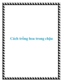 Cách trồng hoa trong chậu