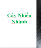 Chương 10 " Cây nhiều nhánh"