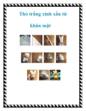 Thỏ trắng xinh xắn từ khăn mặt