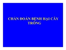 BỆNH LÝ THỰC VẬT - CHẨN ĐOÁN BỆNH HẠI CÂY TRỒNG