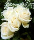 White roses!