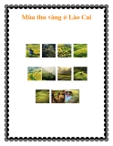 Mùa thu vàng ở Lào Cai