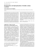 Báo cáo Y học:  Phosphorylation and dephosphorylation of histidine residues in proteins Susanne Klumpp and Josef Krieglstein Abteilung Biochemie und Institut fu¨r Pharmakologie und 