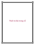 Nuôi tu hài trong rổ