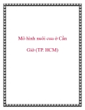 Mô hình nuôi cua ở Cần Giờ (TP. HCM)