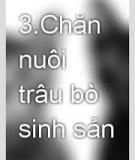 Kỹ thuật nuôi trâu sinh sản