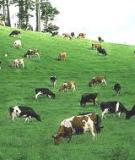 Nâng cao hiệu quả chăn nuôi bò sinh sản