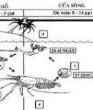 Các đặc điểm sinh học và sinh thái của tôm càng xanh