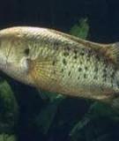 Một số đặc điểm chính của cá rô đồng (Anabas testudineus Bloch)