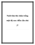 Nuôi tôm thẻ chân trắng mật độ cao: điều cần chú ý!