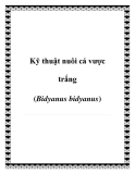 Kỹ thuật nuôi cá vược trắng (Bidyanus bidyanus)