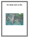 Kỹ thuật nuôi cá tầm