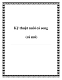 Kỹ thuật nuôi cá song (cá mú)