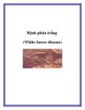 Bệnh phân trắng (White faeces disease) 