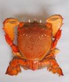 Cua huỳnh đế - Red frog crab 