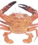 Ghẹ natato - Ridged swimming crab 