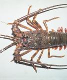Tôm hùm đá - Scalloped spiny lobster 