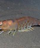 Tôm nilon - Western king prawn 