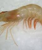 Tôm thẻ đuôi đỏ - Indian white prawn 