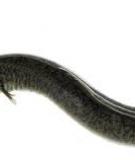 Cá chình bông- Marbled eel