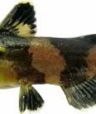 Cá chốt bông-Asian bumblebee catfish