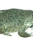 Ếch đồng - East Asian Bullfrog 