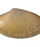 Sò lụa - Undulated surf clam