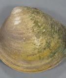 Vọp - Mud clam 