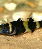 Cá bống mắt tre - Bumblebee goby