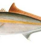 Cá cam - Greater amberjack