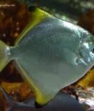 Cá chim dơi bạc - Silver batfish