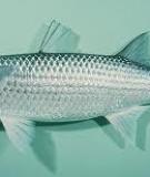 Cá đối - Gray mullet