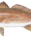 Cá đù đỏ Mỹ - Red drum