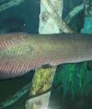 Cá hải tượng - Arapaima