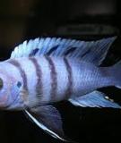 Cá hề bông - Fuelleborn’s cichlid