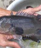 Cá rô đầu vuông - Square-head anabas