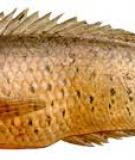 Cá rô đồng - Anabas