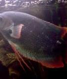 Cá tai tượng - Giant gourami