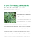 Cây Vấn vương chữa khớp