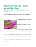 Cây hoa mười giờ - thuốc tiên chữa bỏng