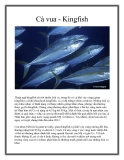Cá vua - Kingfish